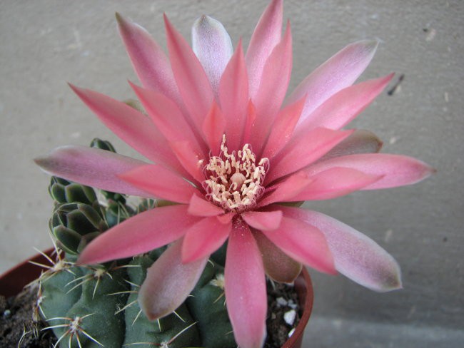 Gymnocalycium baldianum