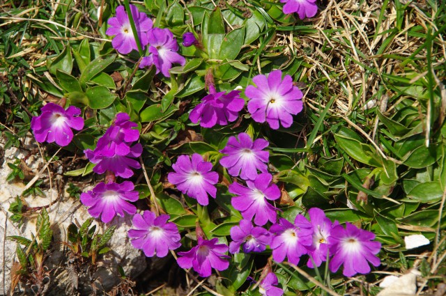 Wulfenov jeglič
Primula wulfeniana