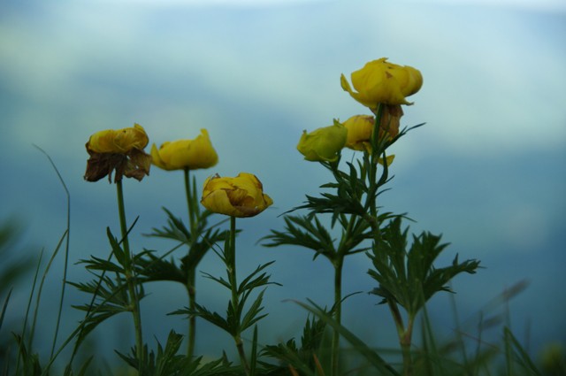 Pogačica
Trollius europaeus
