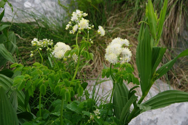 Orličnolistni talin, Vetrovka
Thalictrum aquilegiifolium