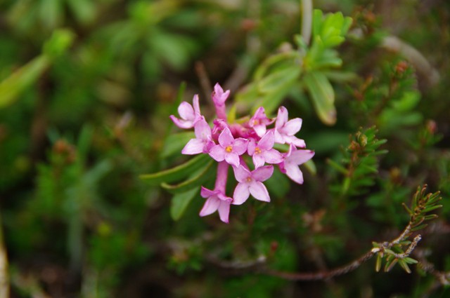 Progasti volčin
Daphne striata