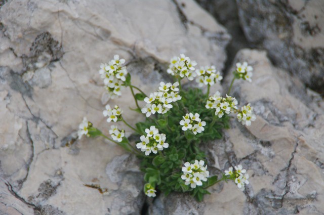 Bohinjski repnjak
Arabis vochinensis