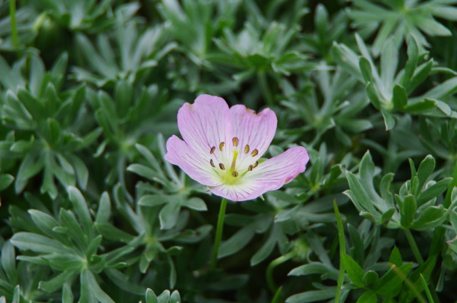 Srebrna krvomočnica
Geranium argenteum