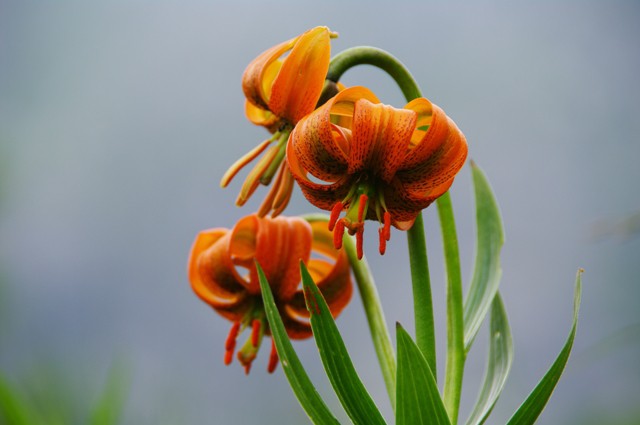 Kranjska lilija
Lilium carniolicum