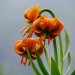 Kranjska lilija
Lilium carniolicum