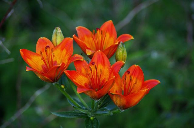 Brstična lilija
Lilium bulbiferum