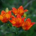 Brstična lilija
Lilium bulbiferum