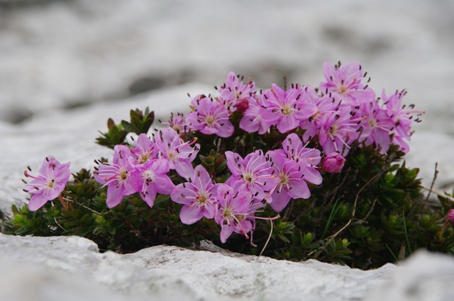 Slečnik
Rhodothamnus chamaecistus