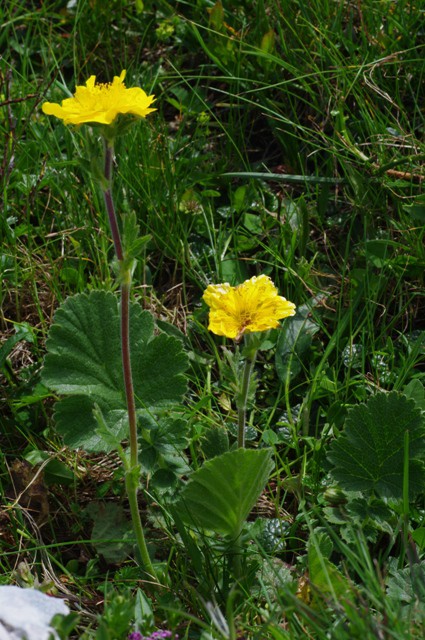 Gorska sretena
Geum montanum