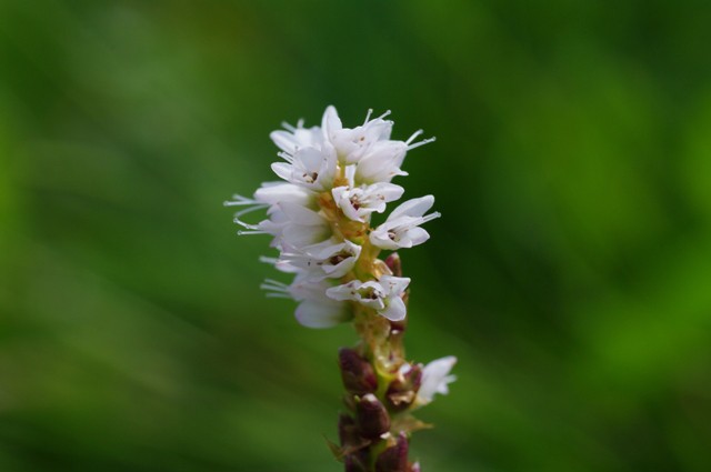 Živorodna dresen
Polygonum viviparum