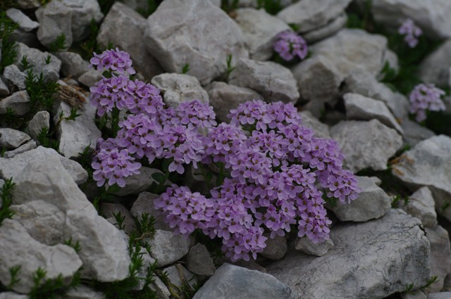 Okrogolistni mošnjak
Thalpsi rotundifolium