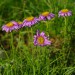 Alpska nebina
Aster alpinus