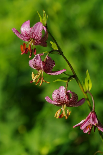 Zlati klobuk
Lilium martagon