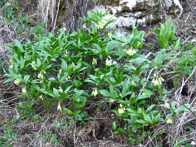 Rumeno milje
Paederota lutea
