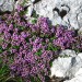 Alpska materina dušica, Alpski timujan
Thymus praecox
