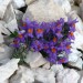 Alpska madronščica
Linaria alpina