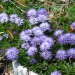 Srčastolistna mračica
Globularia cordifolia