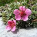 Bleščeči prstnik  Triglavska roža
Potentilla nitida