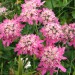 Rožnordeči dežen
Heracleum austriacum L. subsp siifolium