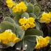 Avrikelj
Primula auricula