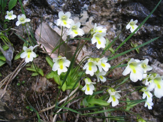 Alpska mastnica
Pinguicula alpina