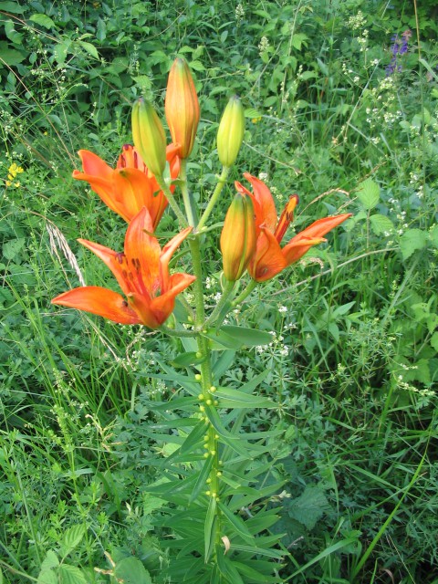 Brstična lilija
Lilium bulbiferum