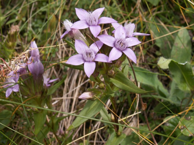 Čašasti sviščevec
Gentianella anisodonta