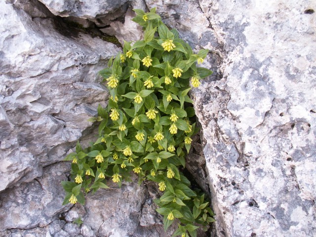 Rumeno milje
Paederota lutea