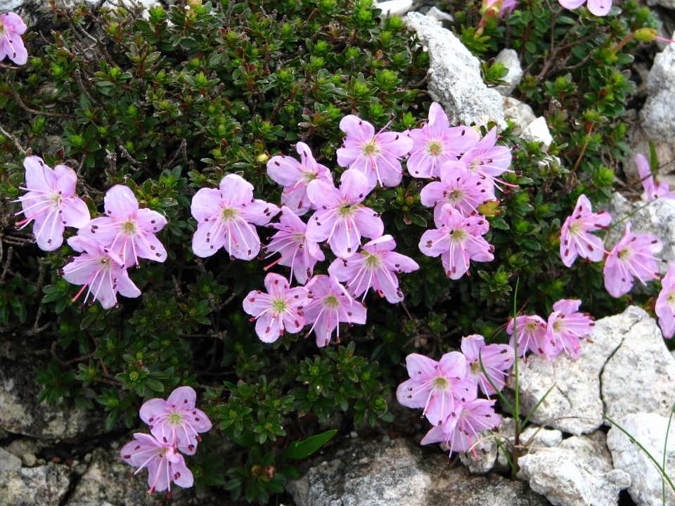 Slečnik
Rhodothamnus chamaecistus