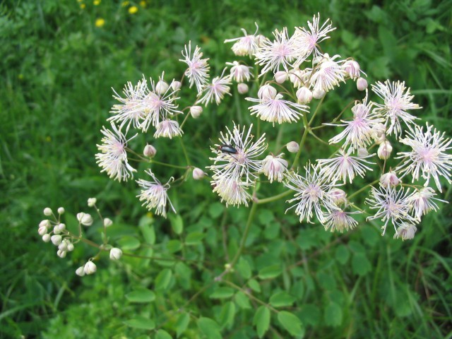 Orličnolistni talin, Vetrovka
Thalictrum aquilegiifolium