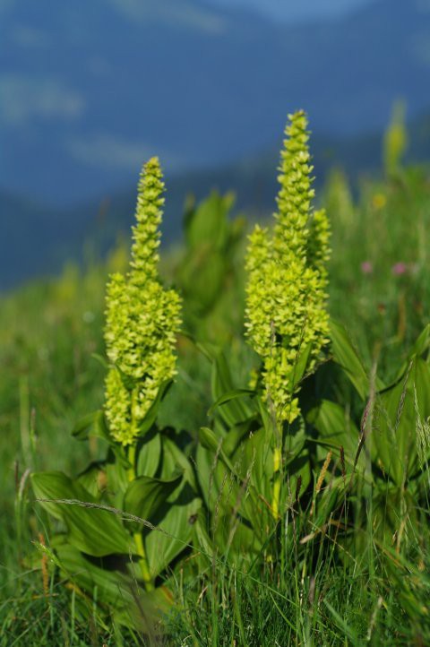 Alpske rastline - foto povečava