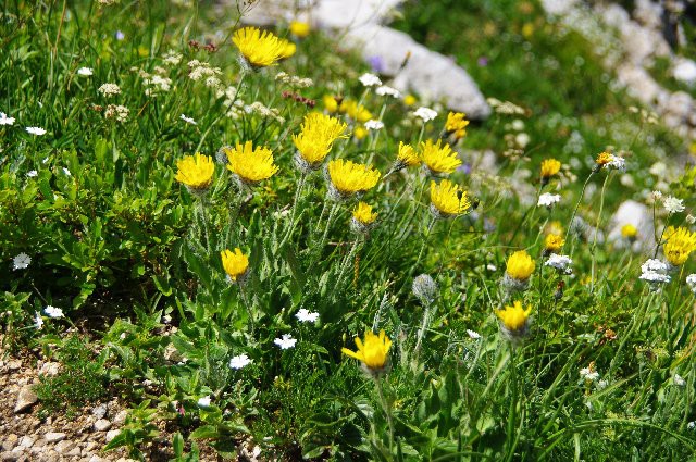 Alpske rastline - foto