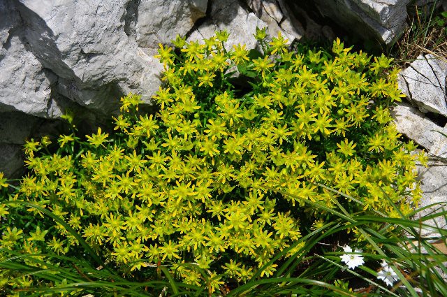 Alpske rastline - foto povečava