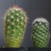 4
Echinoceerus russanthus  z -17,
Escobaria chaffei z-15