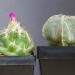 10
Coryphantha hesteri Z
Astrophytum myristigma -10