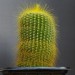 13
Eriocactus leninghausii
