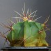 19
Echinocereus electracanthus