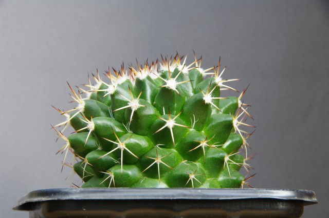 Kaktusi 2009 - foto
