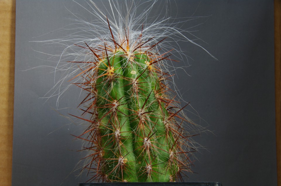 Kaktusi 2009 - foto povečava