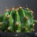 25
Ferocactus horridus brevispinus