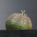 29
Euphorbia obesa