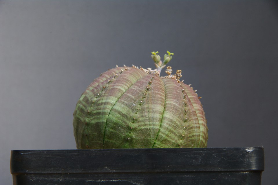 29
Euphorbia obesa
