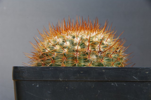 31
Notocactus schlosseri