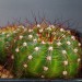 34
Notocactus ottonis