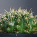 37
Notocactus mammulosus