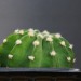 39
Echinopsis subdenudata
