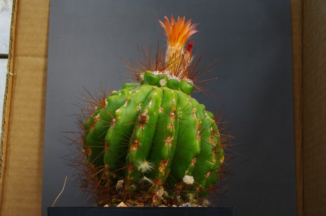 40
Notocactus roseiflorus