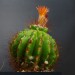 40
Notocactus roseiflorus