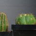 43
Echinopsis hyb.,
Gymno denudatum
