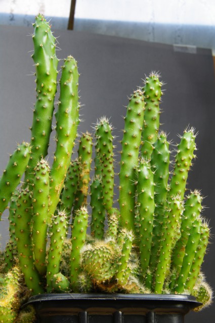Kaktusi 2009 - foto